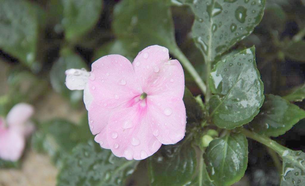 非洲凤仙花 花卉 生物世界 春色 花蕾 花蕊 花香 花朵 花草 花瓣 水滴