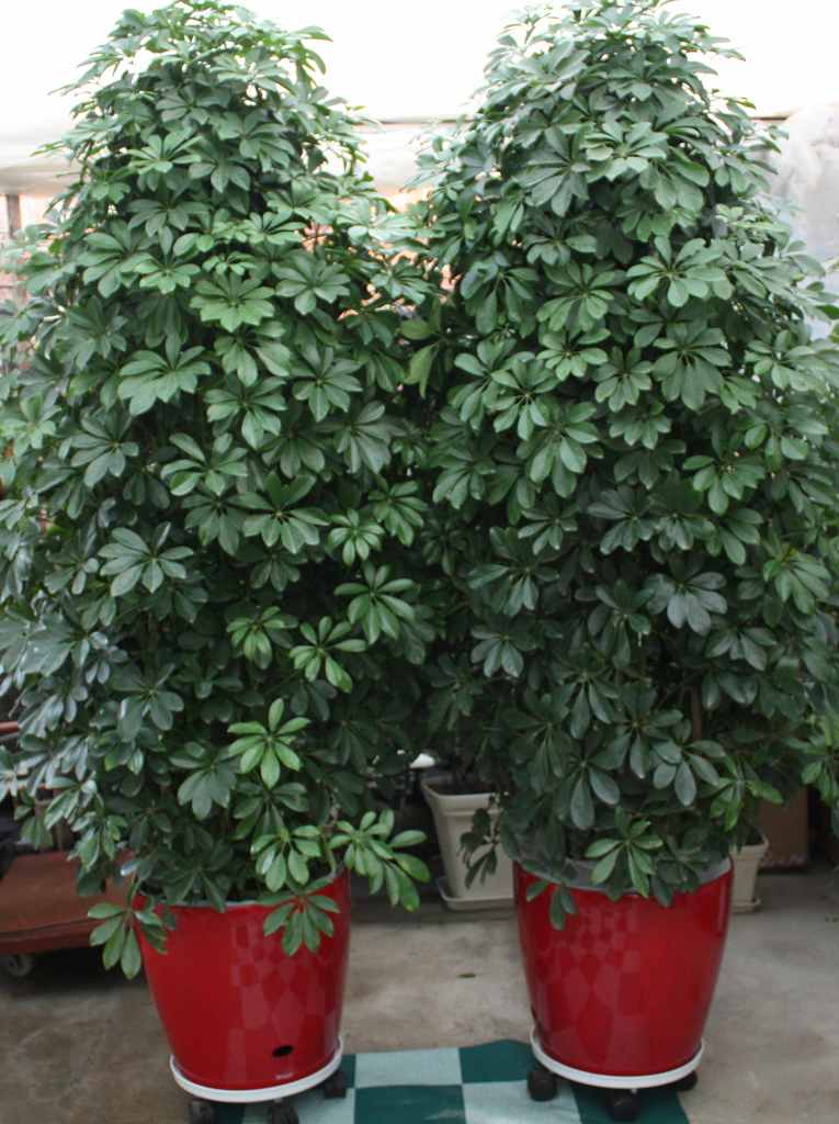 长沙植物租赁花卉租赁 开福区<a href=https://www.zhiwuhuahui.com/ target=_blank class=infotextkey>植物花卉</a>租赁 天心区盆景租赁