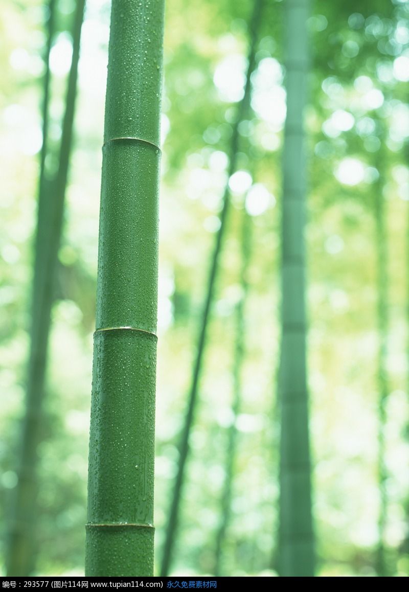 沾满水珠的竹子特写,花草树木图片,花草图片大全,树木