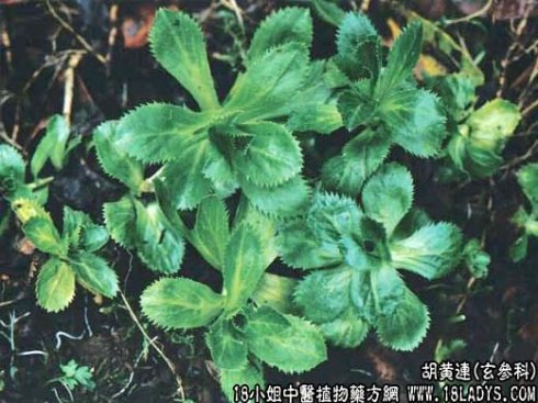 雨伞子中药植物图片