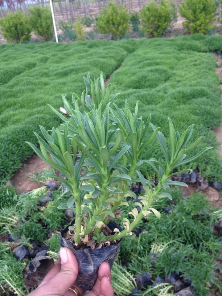 美人蕉,孔雀草(三色),四季海棠,矮牵牛(四色),牵牛吊兰,三色堇,二月兰