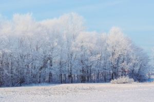 穿上雪白衣裳的大树图片