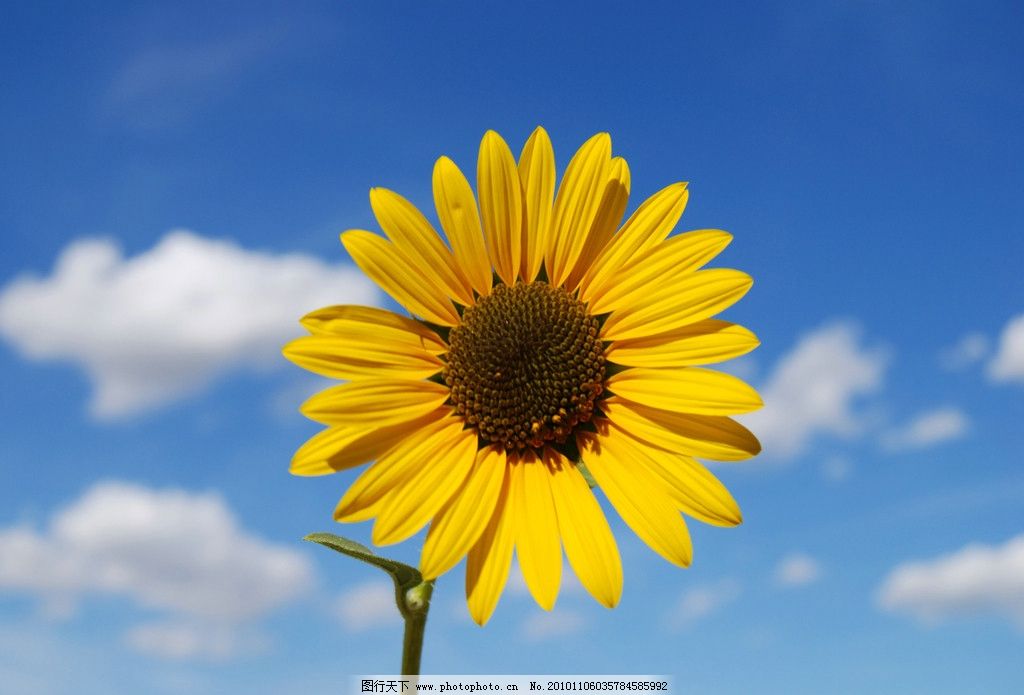 向日葵 花草摄影 花朵摄影 太阳花 葵花 向日葵图片 葵花素材 向日葵