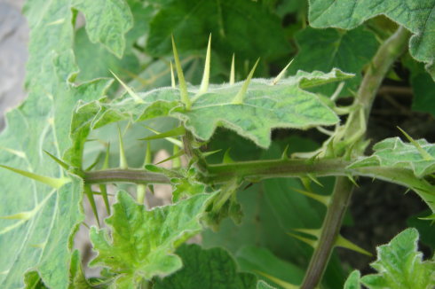 蔬菜植物图片