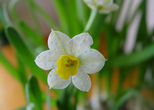 水仙花:凌波仙子,寒冬仙女|花语大全