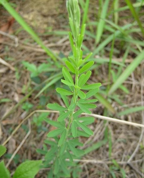 铁竹草鱼吃的植物图片