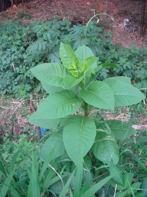 红参图片植物图片