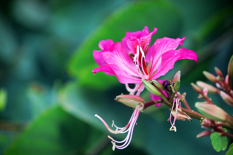 香港区花紫荆花