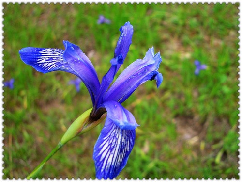 马兰花属于兰科植物,貌似水仙花,茎叶如剑麻,花色如蓝天一样纯洁.