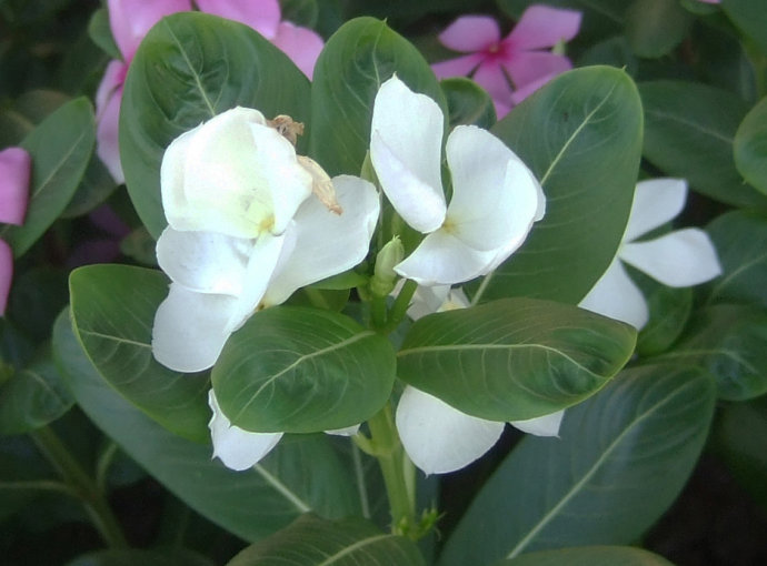 开白花的植物图片