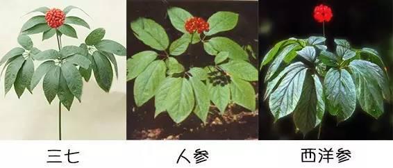 野生西洋参植物图片