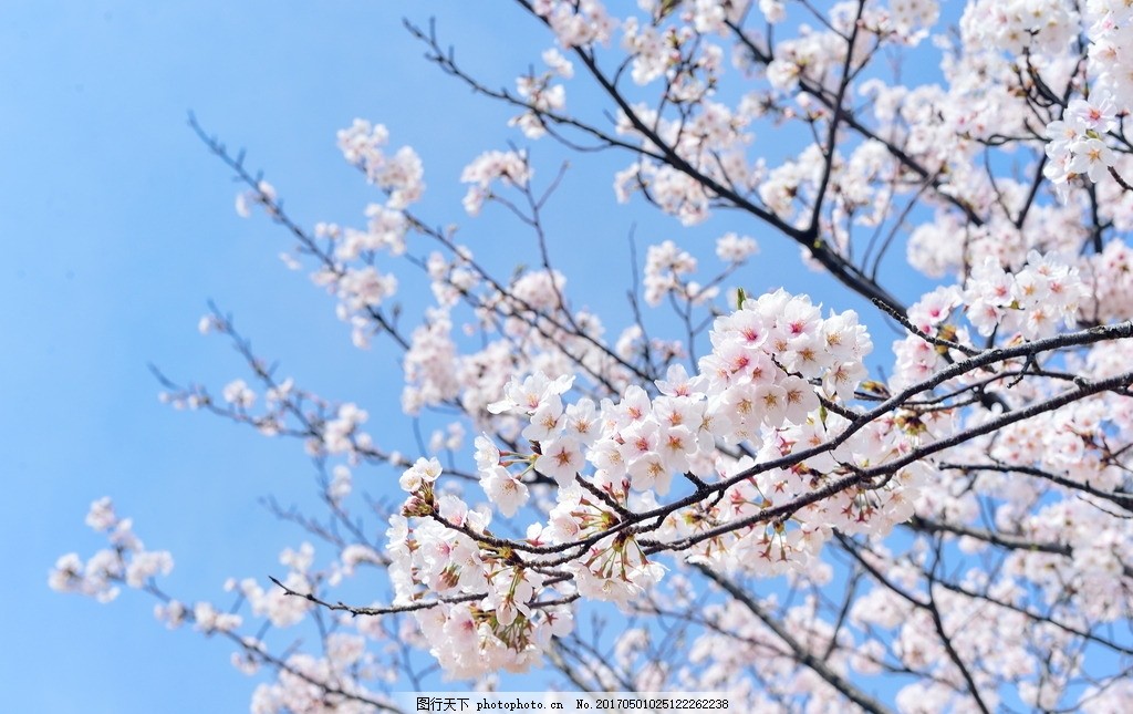 日本樱花 唯美樱花 樱花盛开 樱花树 蓝天 天空 唯美 日本 樱花 鲜花