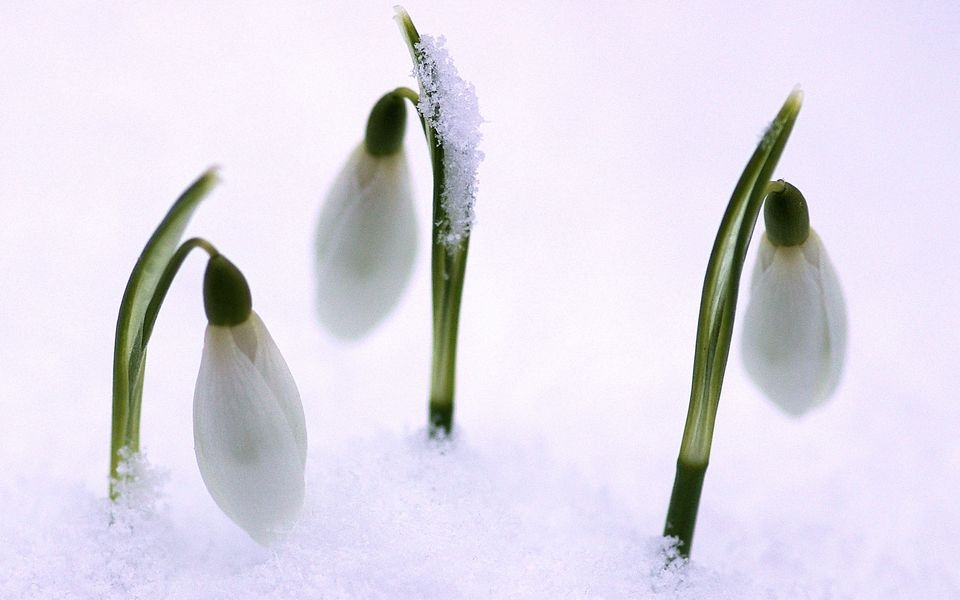 白色雪莲花图片高清唯美大全