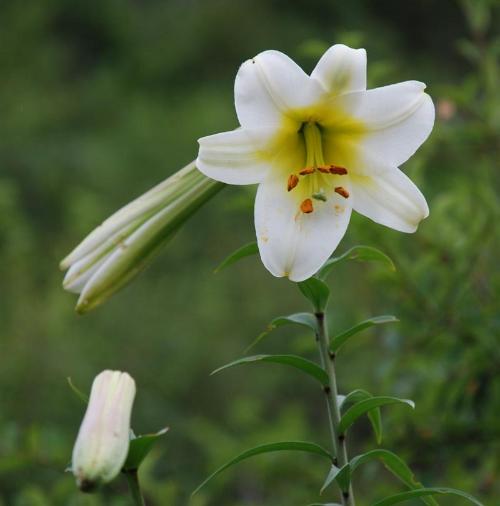 百合花