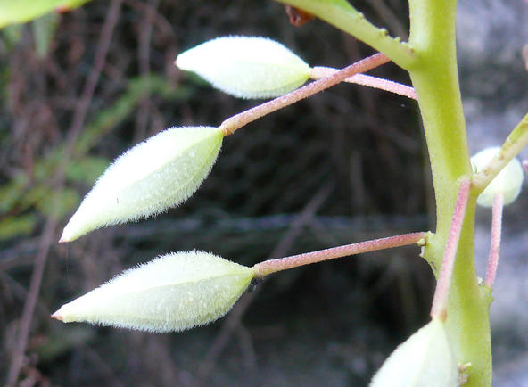 【凤仙花的果实】