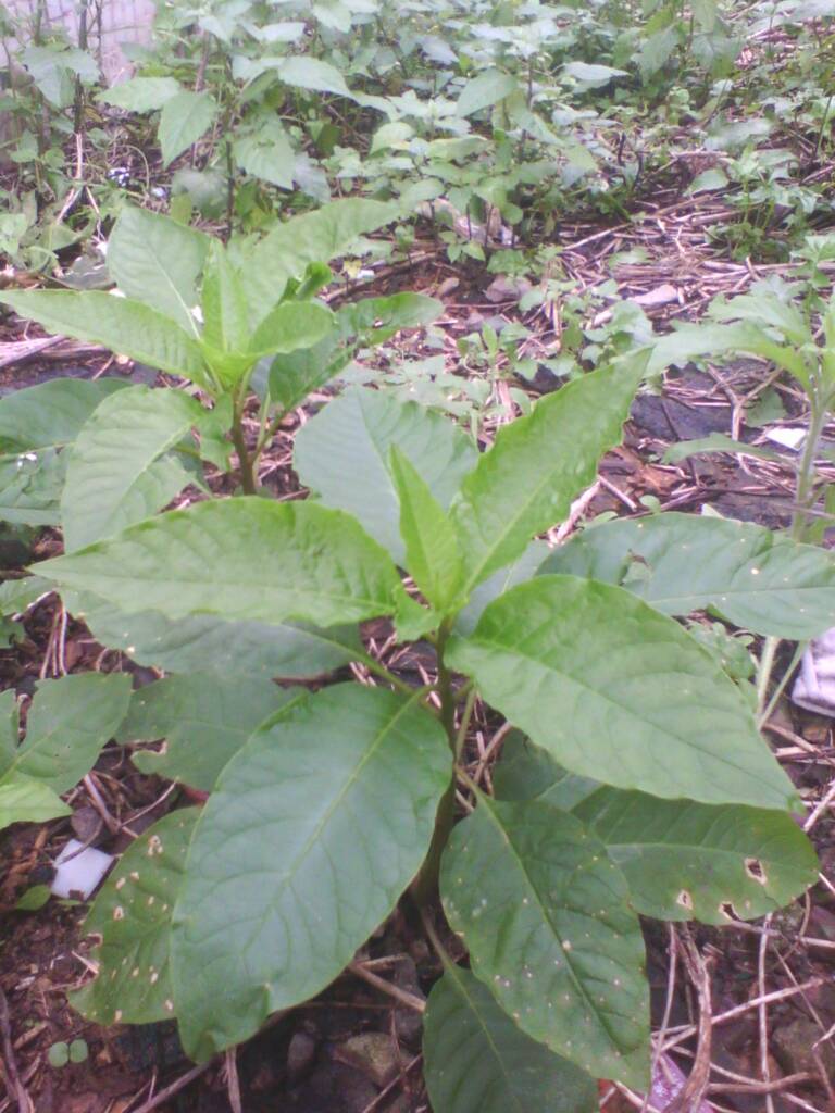 西洋红参植物图片