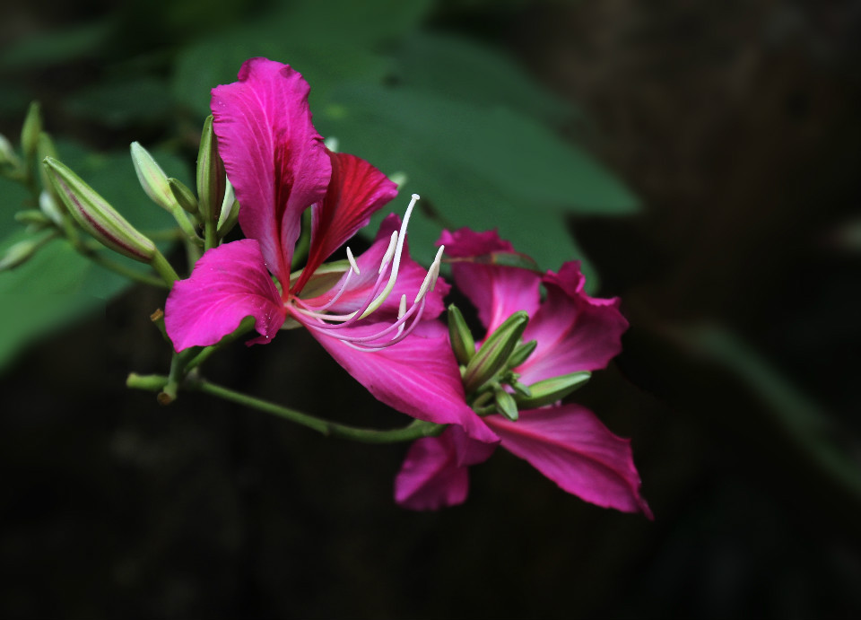 紫荆花和香港紫荆花广场的雕塑