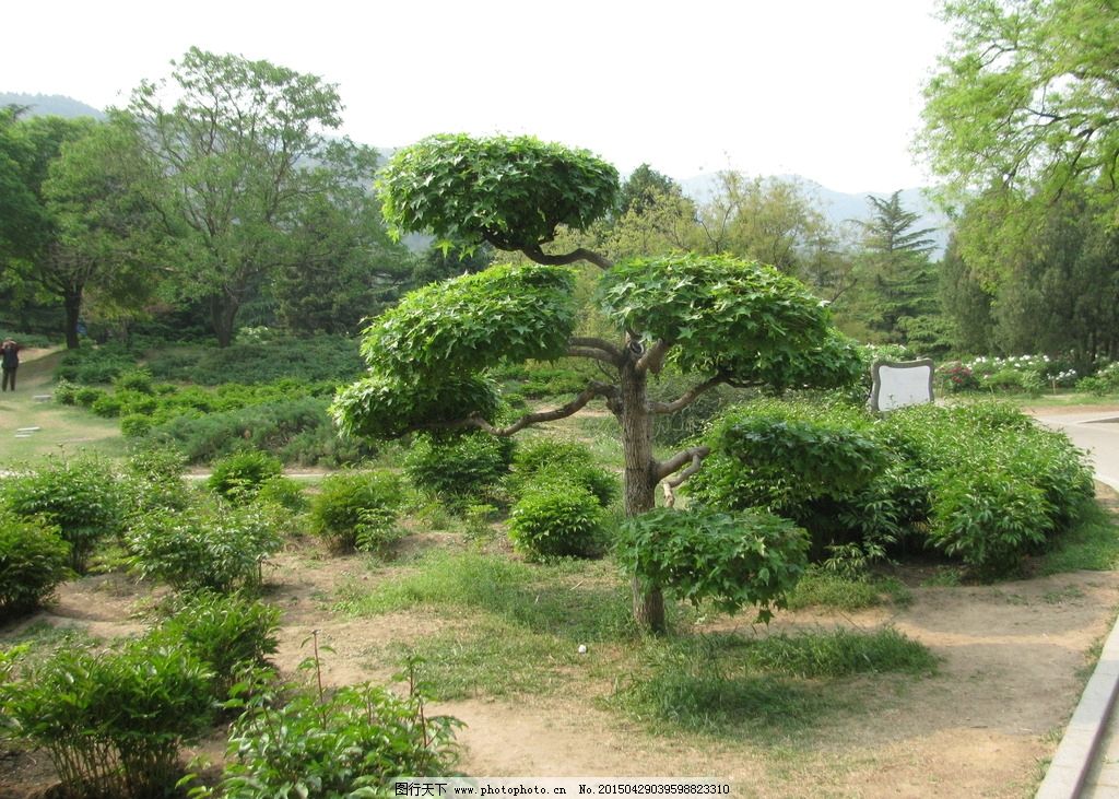 绿化景观 枫树 造型 绿地 花卉 树木 自然景观 风景 装饰画 绿化景观