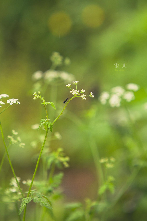 雨天植物图片