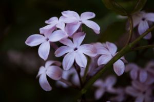 紫色丁香花图片唯美