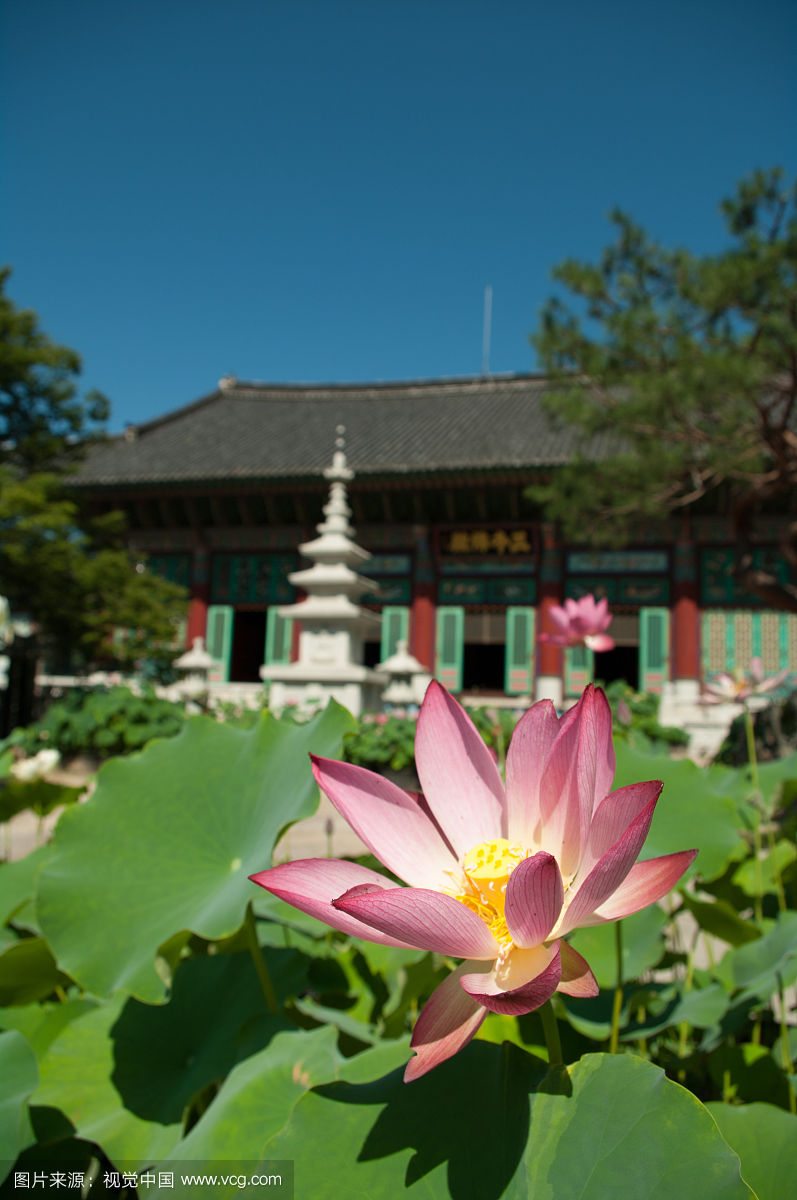 佛教寺庙中的莲花