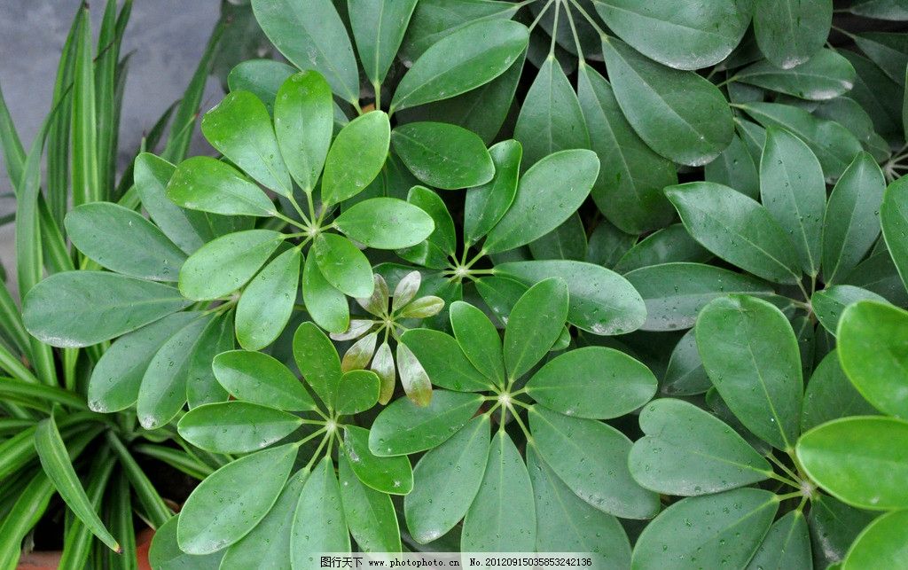 发财树 花朵叶 雨点绿叶 绿色植物 树木树叶 生物世界 摄影 300dpi