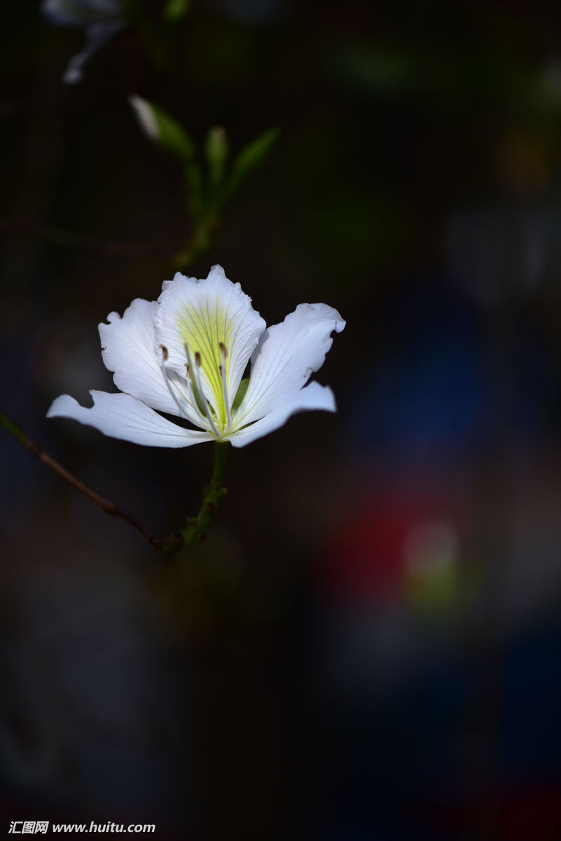 白色紫荆花