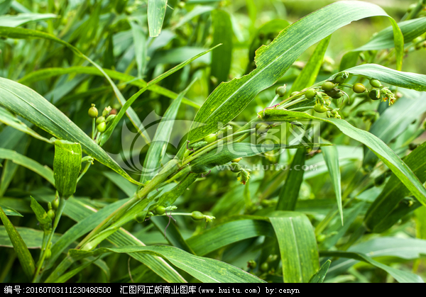 薏米图片植物图片