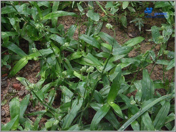 猫爪草(大苞水竹叶) murdannia bracteata