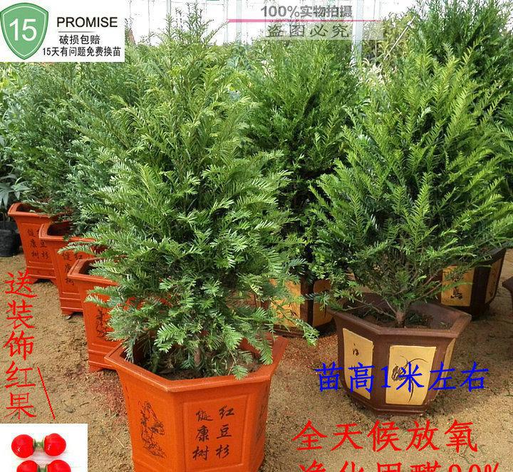 红豆杉盆景植物盆栽室内客厅大型吸甲醛盆景办公室绿植健康吉祥树