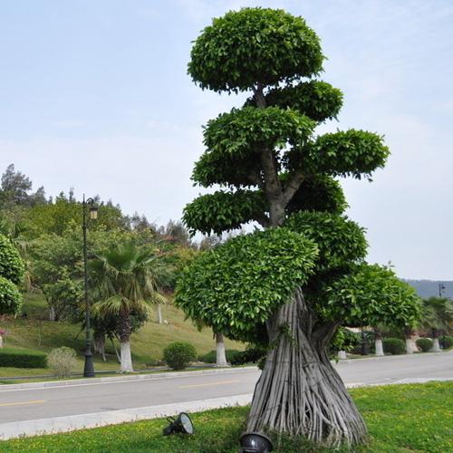 树木要求枝叶茂密,萌芽力强,耐修剪或易于编扎,如圆柏,红豆杉,黄杨,枳