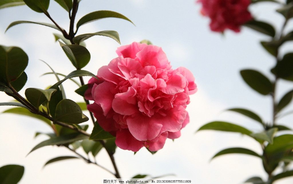 山茶花 黛比 山茶树 红色图片