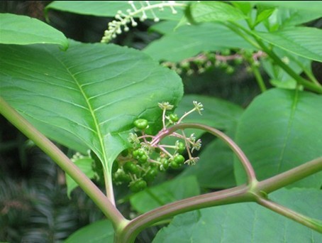 野生红参植物图片