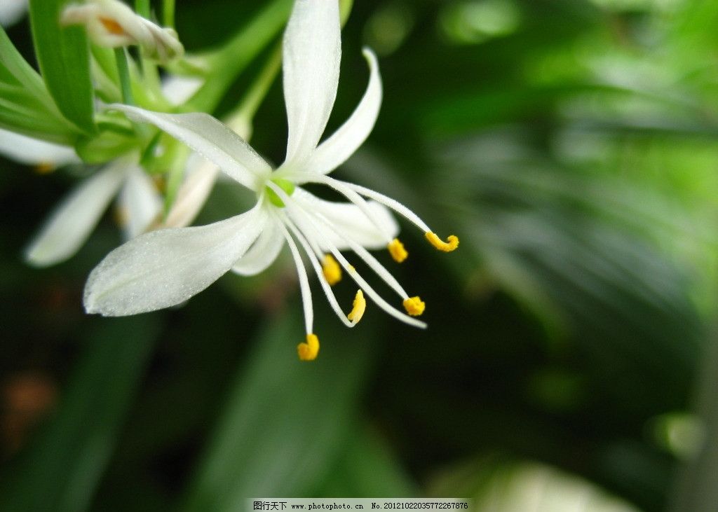 吊兰 吊兰花 白色小花 自然 清新 花草 生物世界 摄影 180dpi jpg