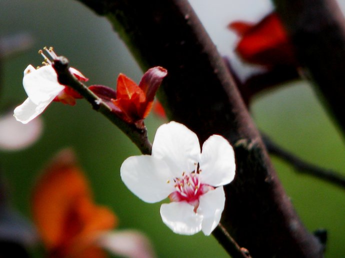 紫叶李——开花乔木40