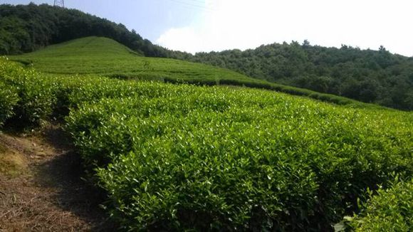 五步香植物图片