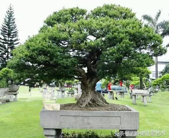 《天人工物》 树龄超过五百多年,中国盆景界出镜率最高的黄杨.