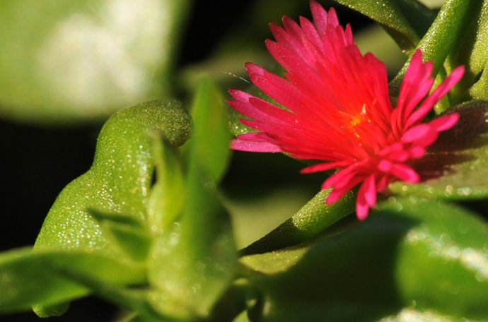 番杏科:牡丹吊兰 mesembryanthemum cordifolium 开花