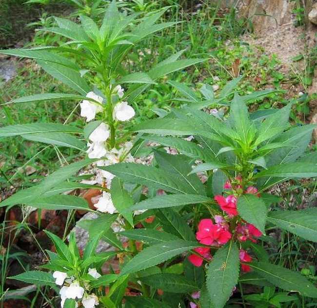 凤仙花图片-最新凤仙花图片大全