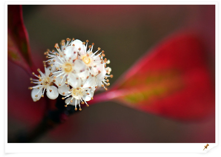 蒙胧的红叶石楠花 (共8p)