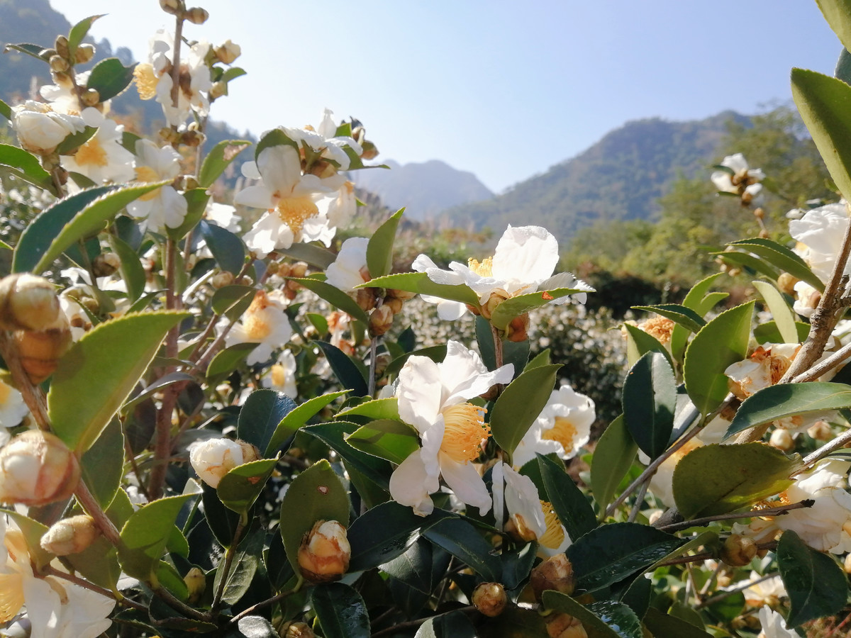 实拍白山茶花盛开图片大全