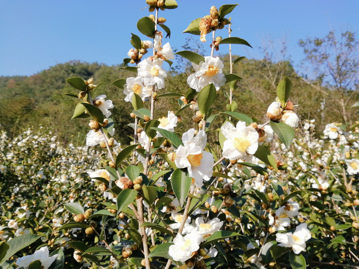 实拍白山茶花盛开图片大全