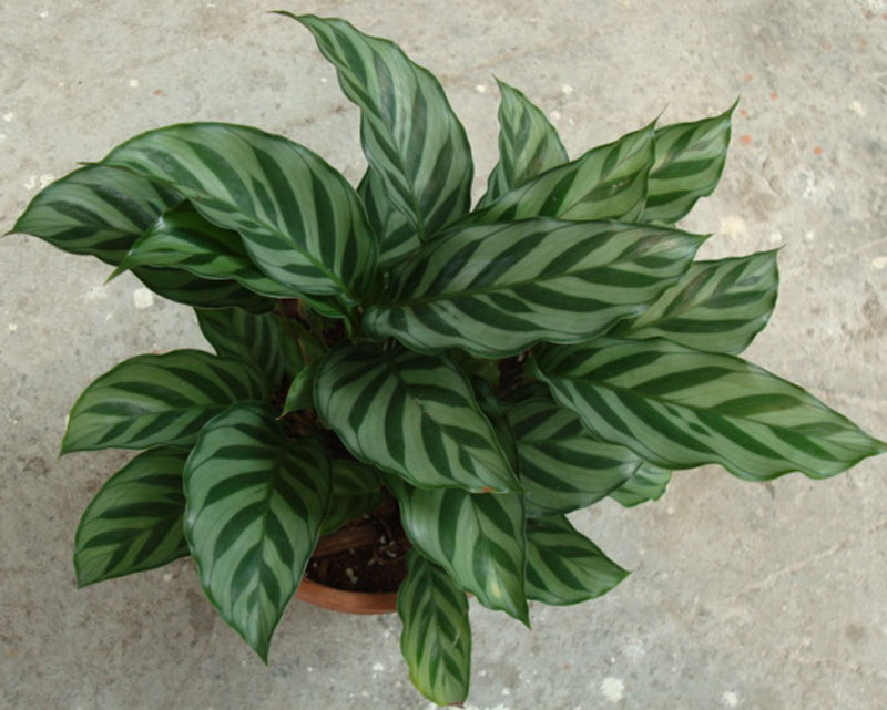 竹芋(maranta arundinacea l.),为直立或匍匐状分枝草本植物.