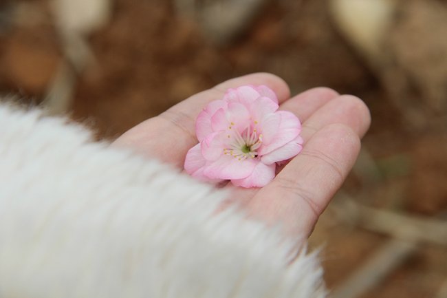 度假山庄 赏樱花