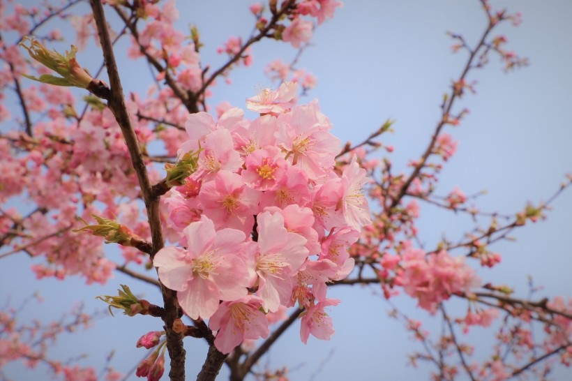 清新浪漫的樱花图片