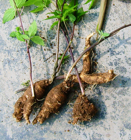 野生红参植物图片