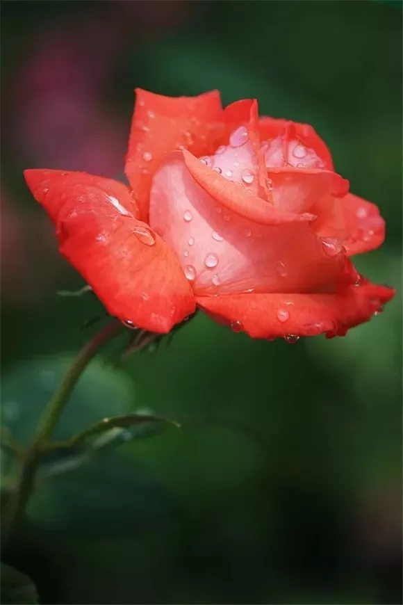 露水沾花红色月季花图片大全