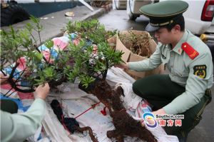 野生黄杨木树图片