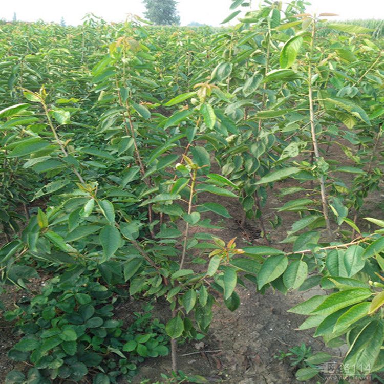 高原野生胎植物图片