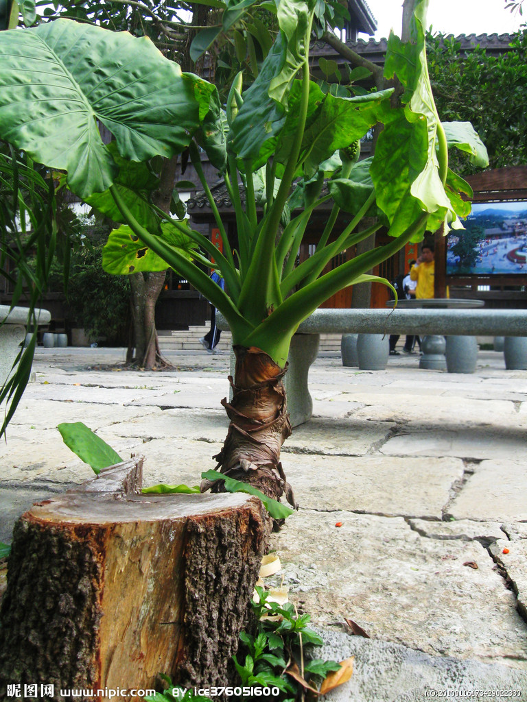 室内大叶植物图片